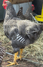 Load image into Gallery viewer, Plymouth Rock (Large) Eggs