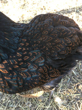 Load image into Gallery viewer, Double Laced Barnevelder