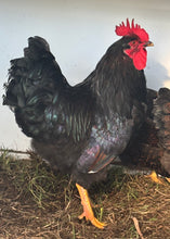 Load image into Gallery viewer, Double Laced Barnevelder