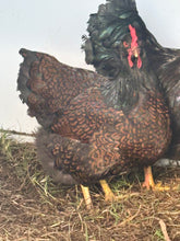 Load image into Gallery viewer, Double Laced Barnevelder