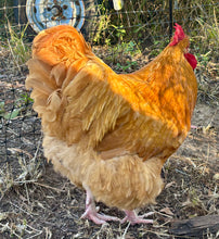 Load image into Gallery viewer, Orpington-Buff  Eggs