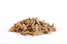 Load image into Gallery viewer, DOUBLE PACK! Mealworms and Fly Larvae Package