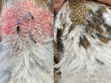 Load image into Gallery viewer, Revival and Moult Blend