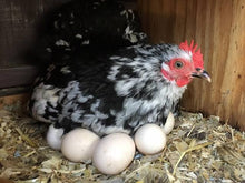 Load image into Gallery viewer, Broody Hen Boost