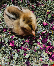 Load image into Gallery viewer, Chick Herb blend