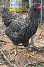 Load image into Gallery viewer, Plymouth Rock (Large) Eggs
