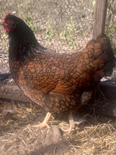 Load image into Gallery viewer, Double Laced Barnevelder
