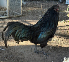 Load image into Gallery viewer, Sumatra Eggs
