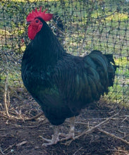 Load image into Gallery viewer, Australorp eggs
