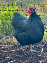 Load image into Gallery viewer, Australorp eggs
