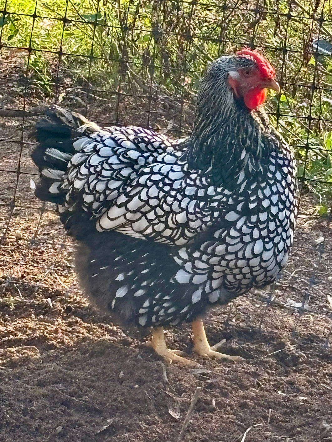 Silver Wyandotte (large) Eggs
