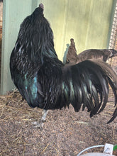 Load image into Gallery viewer, Sumatra Eggs
