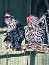 Load image into Gallery viewer, Belgian D&#39;Uccle - Black Mottled
