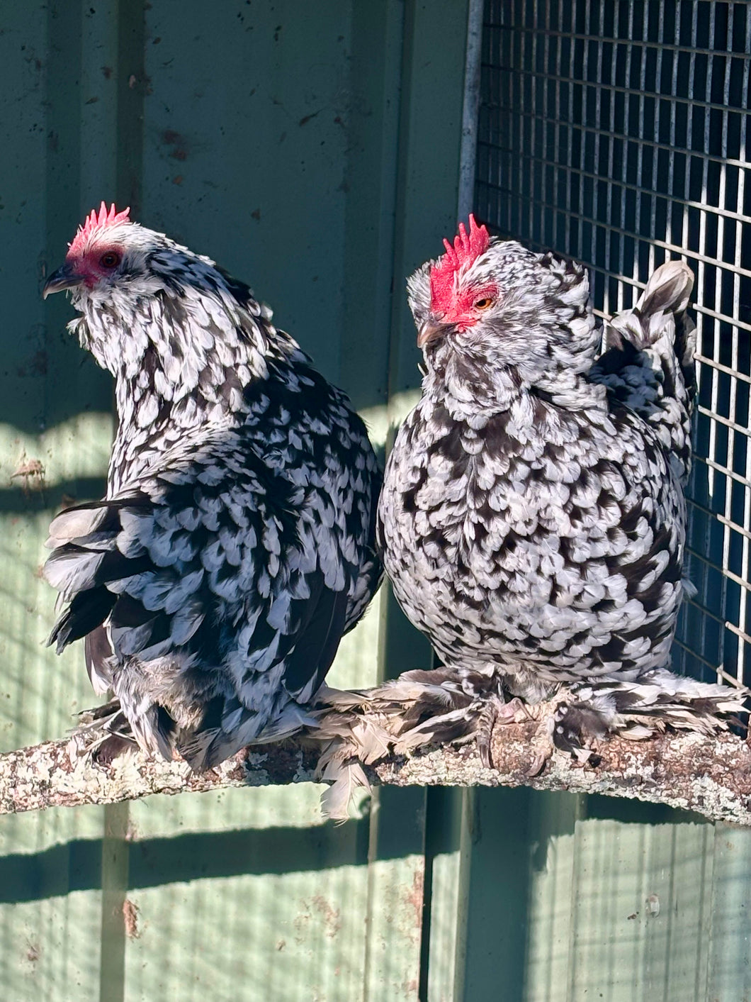 Belgian D'Uccle - Black Mottled