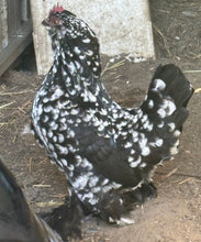 Load image into Gallery viewer, Belgian D&#39;Uccle - Black Mottled
