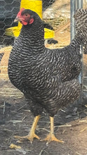 Load image into Gallery viewer, Plymouth Rock (Large) Eggs
