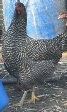 Load image into Gallery viewer, Plymouth Rock (Large) Eggs
