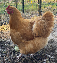Load image into Gallery viewer, Orpington-Buff  Eggs
