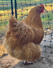 Load image into Gallery viewer, Orpington-Buff  Eggs
