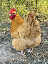 Load image into Gallery viewer, Orpington-Buff  Eggs
