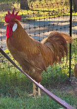 Load image into Gallery viewer, Leghorn-Buff  Eggs

