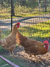 Load image into Gallery viewer, Leghorn-Buff  Eggs
