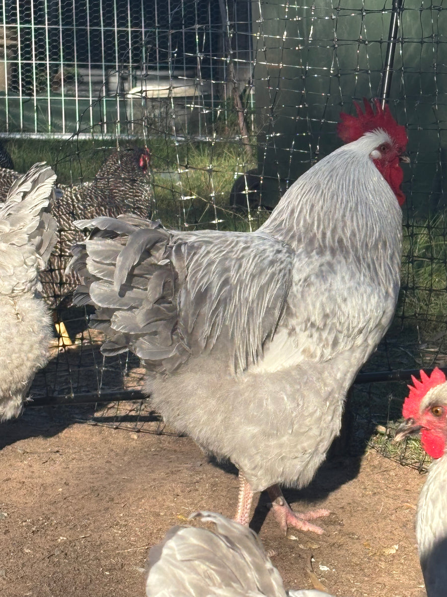 Sussex Lavender/Platinum Childs Chicks — free download