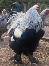 Load image into Gallery viewer, Brahma-Dark Eggs
