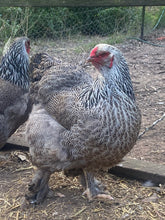 Load image into Gallery viewer, Brahma-Dark Eggs
