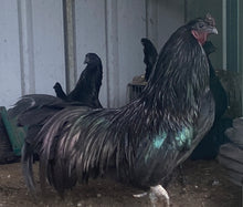 Load image into Gallery viewer, Sumatra Eggs
