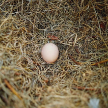 Load and play video in Gallery viewer, Egg Laying Stimulant- Calcium Blend
