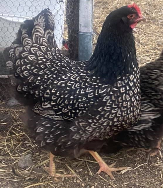 Silver Double Laced Barnevelder  Chicks and Eggs