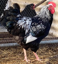 Load image into Gallery viewer, Silver Double Laced Barnevelder  Chicks and Eggs
