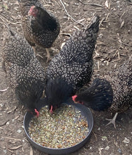 Load image into Gallery viewer, Silver Double Laced Barnevelder  Chicks and Eggs
