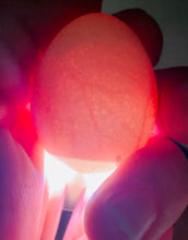 Load image into Gallery viewer, Egg Candler
