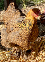 Load image into Gallery viewer, Brahma- Gold/ Blue Partridge Eggs
