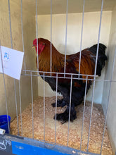 Load image into Gallery viewer, Brahma- Gold/ Blue Partridge Eggs
