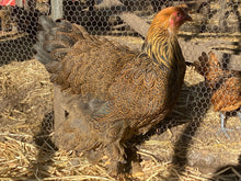 Load image into Gallery viewer, Brahma- Gold/ Blue Partridge Eggs
