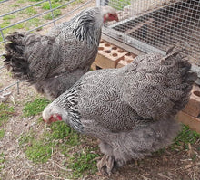 Load image into Gallery viewer, Brahma -Mixed fertile eggs
