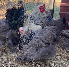 Load image into Gallery viewer, Brahma -Mixed fertile eggs
