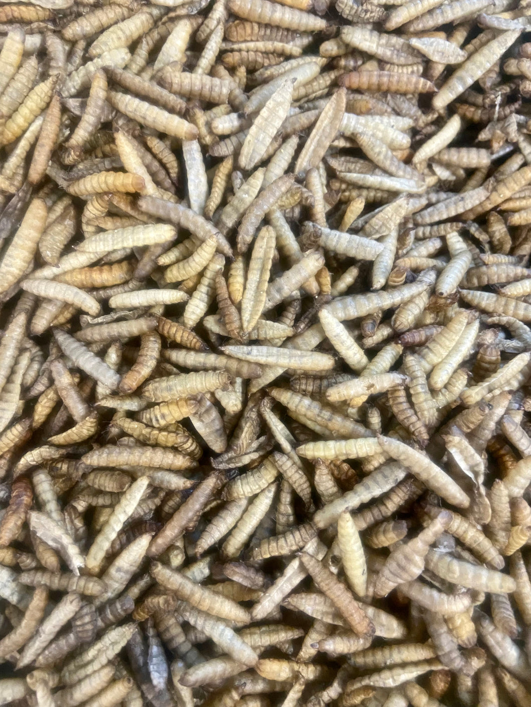 Black Soldier Fly Larvae-Popped