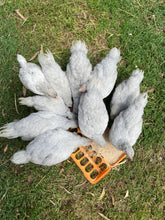Load image into Gallery viewer, Sussex- Lavender/Platinum
