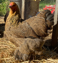 Load image into Gallery viewer, Brahma- Gold/ Blue Partridge Eggs
