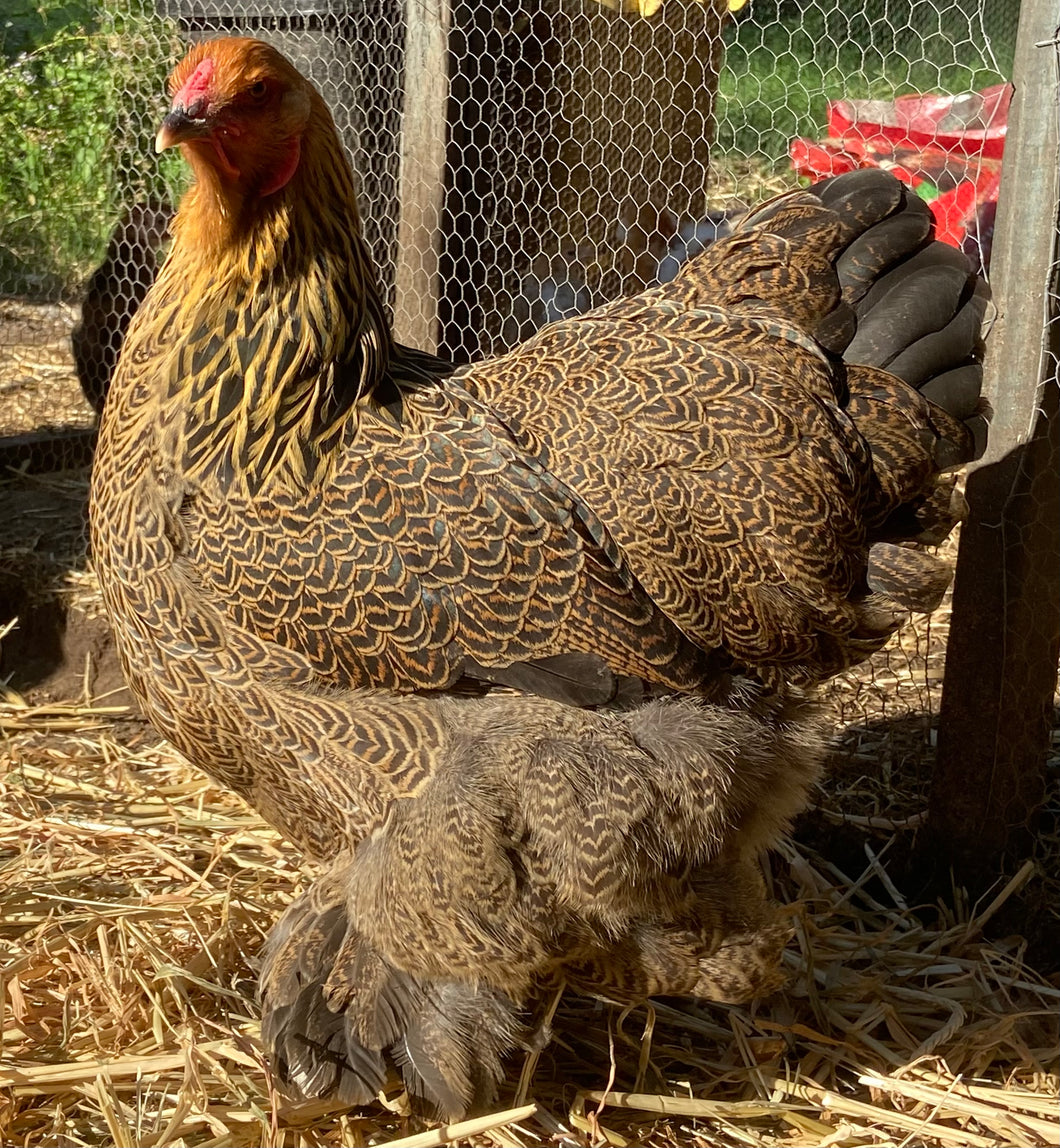 Brahma- Gold/ Blue Partridge Eggs