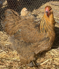 Load image into Gallery viewer, Brahma- Gold/ Blue Partridge Eggs
