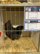 Load image into Gallery viewer, Silver Double Laced Barnevelder  Chicks and Eggs
