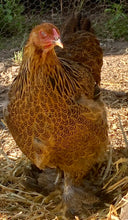 Load image into Gallery viewer, Brahma- Gold/ Blue Partridge Eggs
