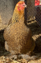 Load image into Gallery viewer, Brahma- Gold/ Blue Partridge Eggs
