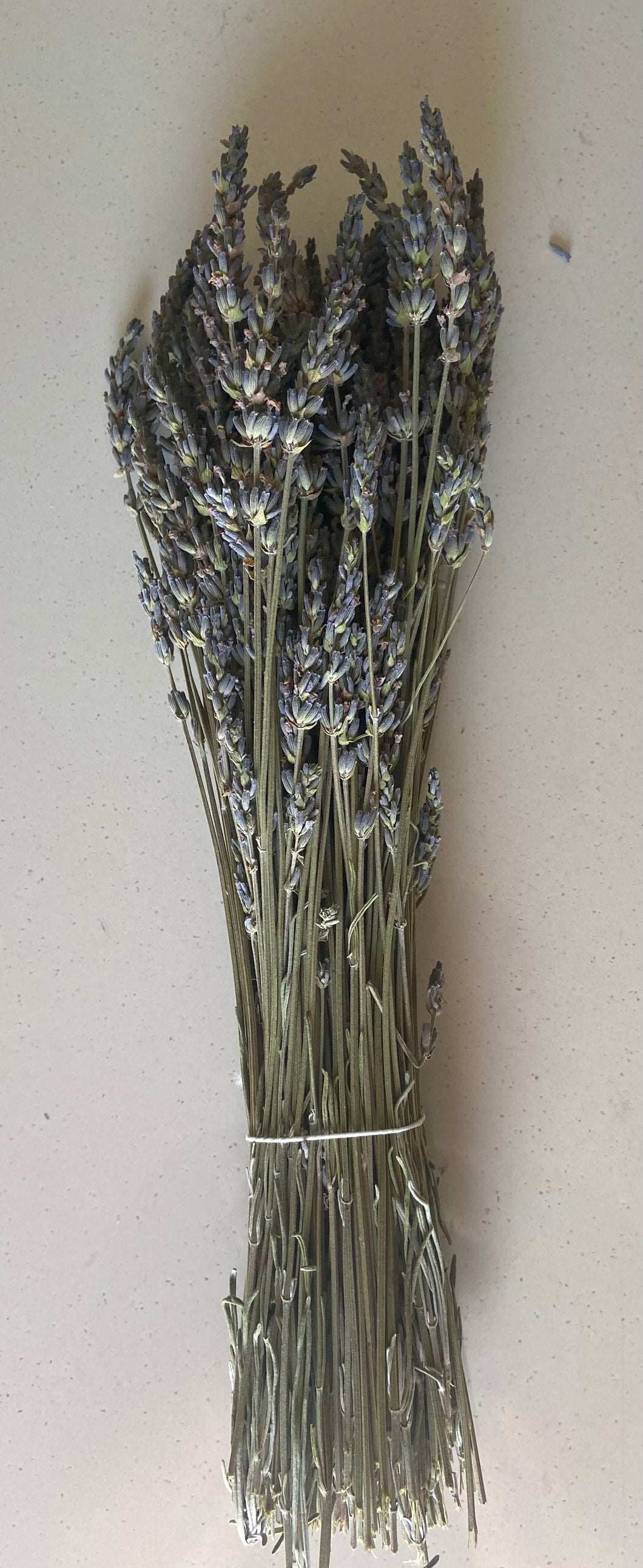 Dried Lavender Stems